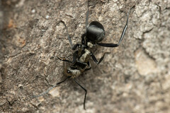 Polyrhachis daemeli