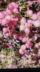 Scutellaria mexicana