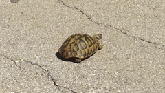 Testudo hermanni