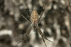 Argiope ocyaloides