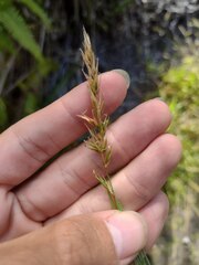 Anthoxanthum odoratum