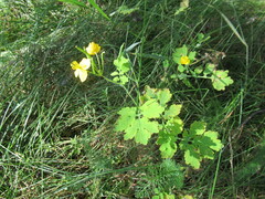 Chelidonium majus