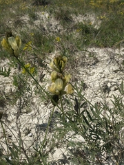 Astragalus glaucus