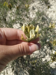 Astragalus glaucus