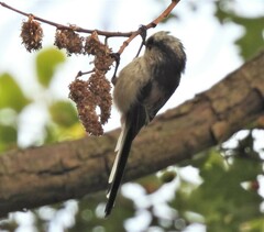 Aegithalos caudatus