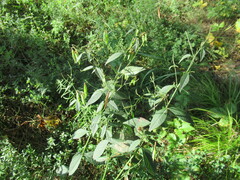 Vicia unijuga