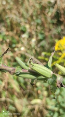 Oenothera rubricaulis
