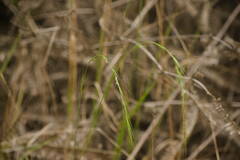 Microlaena stipoides