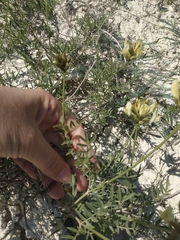 Astragalus glaucus