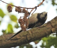 Aegithalos caudatus