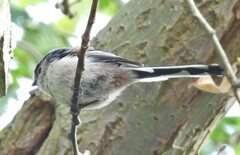 Aegithalos caudatus