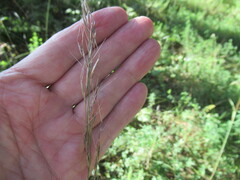 Achnatherum sibiricum