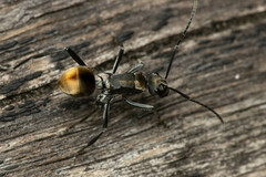 Polyrhachis brisbanensis