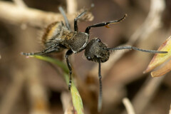 Polyrhachis aurea