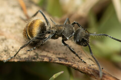 Polyrhachis aurea