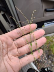 Gonocarpus chinensis