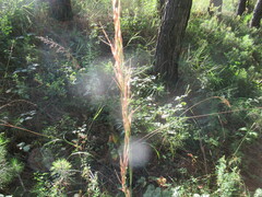 Achnatherum sibiricum