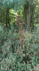 Rumex patientia
