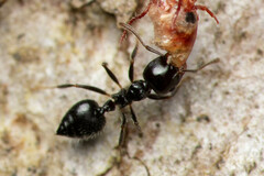 Crematogaster