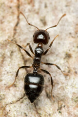 Crematogaster