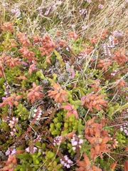 Erica ciliaris