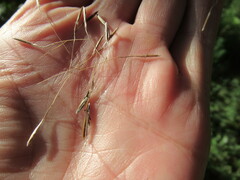 Achnatherum sibiricum