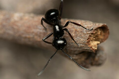 Polyrhachis australis