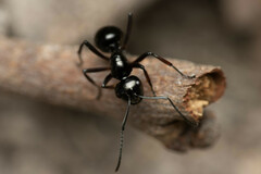 Polyrhachis australis