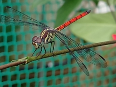 Lathrecista asiatica