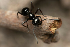 Polyrhachis australis