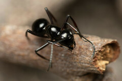 Polyrhachis australis