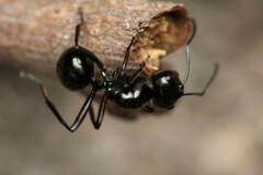 Polyrhachis australis