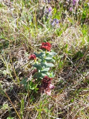 Rhodiola rosea