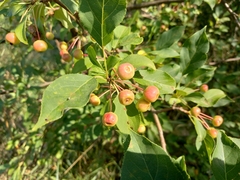 Malus baccata