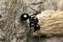 Polyrhachis australis