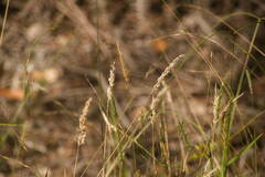 Anthoxanthum odoratum