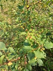 Malus baccata