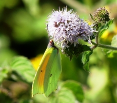 Gonepteryx cleopatra
