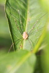 Opilio canestrinii
