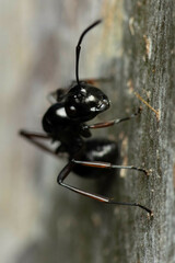 Polyrhachis australis