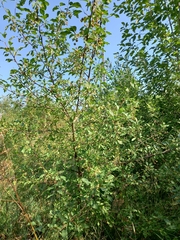 Malus baccata