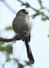 Aegithalos caudatus