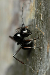 Polyrhachis australis