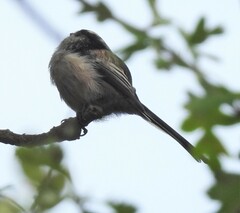 Aegithalos caudatus