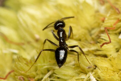 Nylanderia