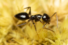 Nylanderia