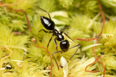 Nylanderia