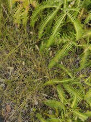 Setaria parviflora