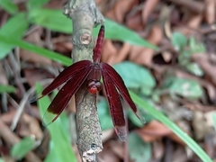 Neurothemis fluctuans