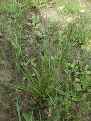 Eragrostis albensis